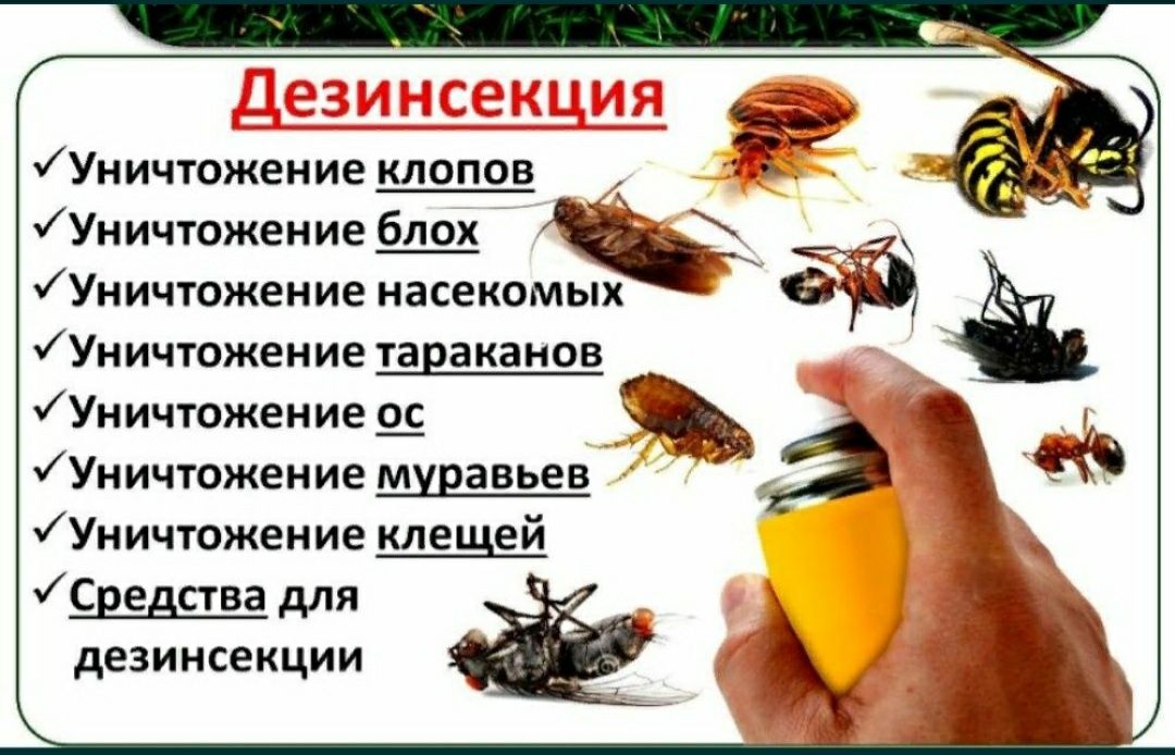 Дезинфекция Семей,уничтожение паразитов, тараканы клопы муравьи муха