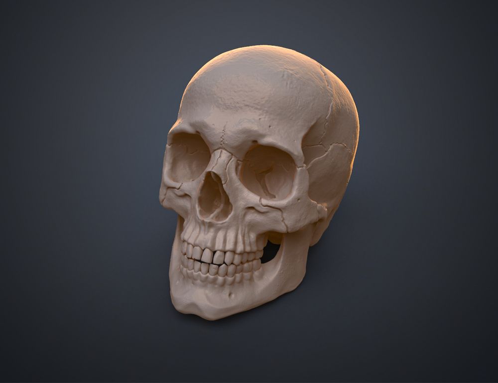 Craniu Uman Anatomic Corect