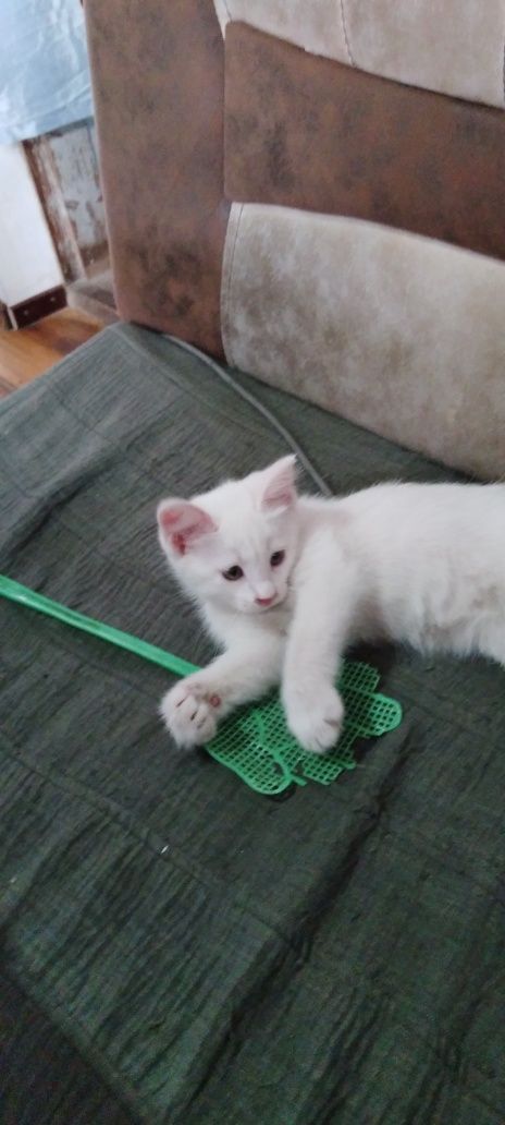 продаётся  котенок