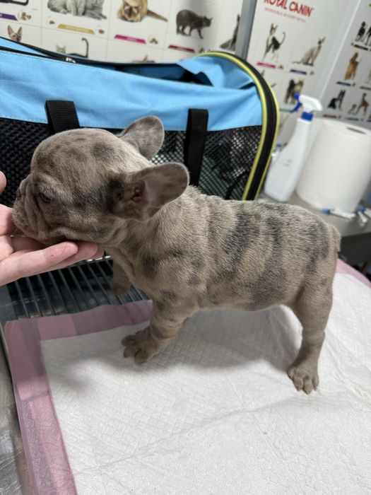 Bulldog Francez Merle / Lilac Fawn