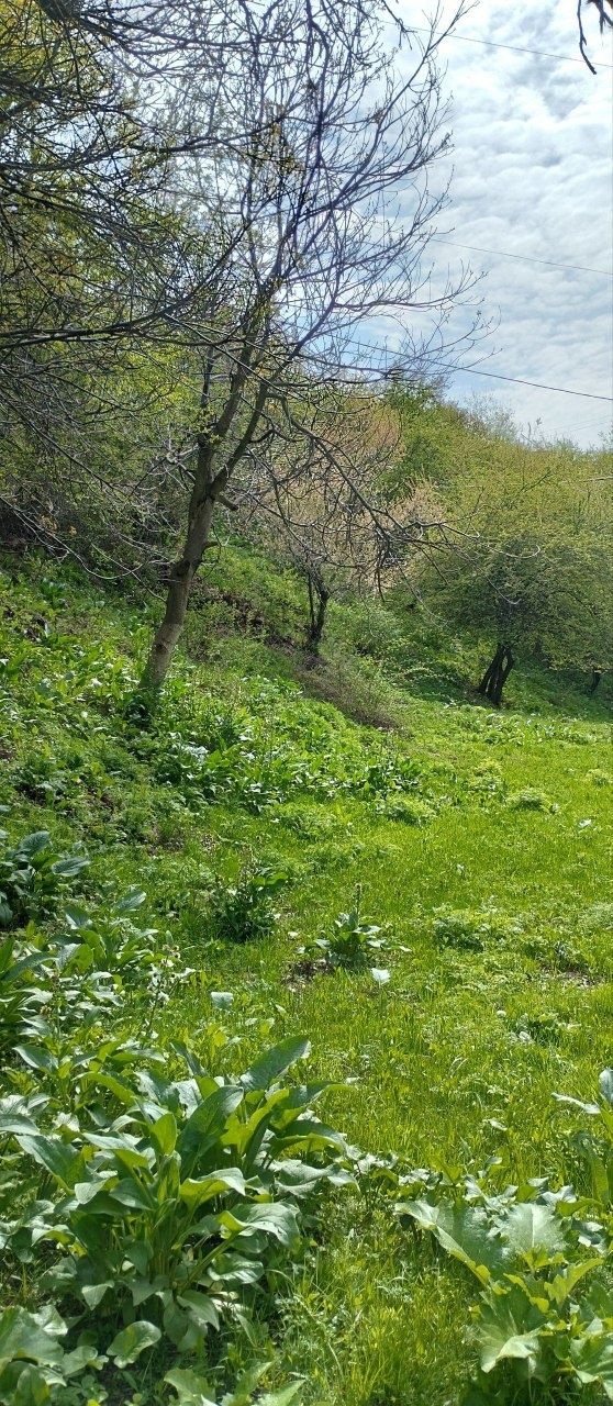 AMIRSOYda 15 sotix yer sotiladi