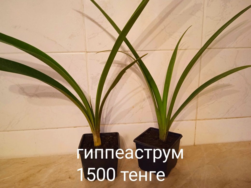 Продам комнатные цветы Гиппеаструм от 500 до 1500 тенге