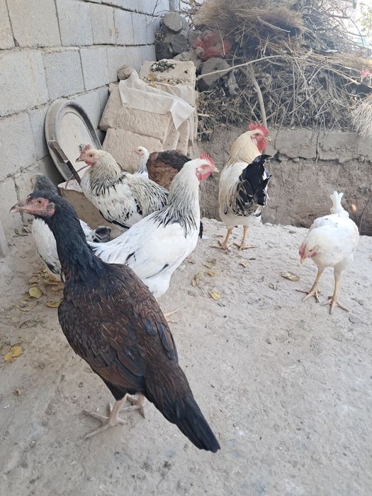 Parrandalar sotiladi