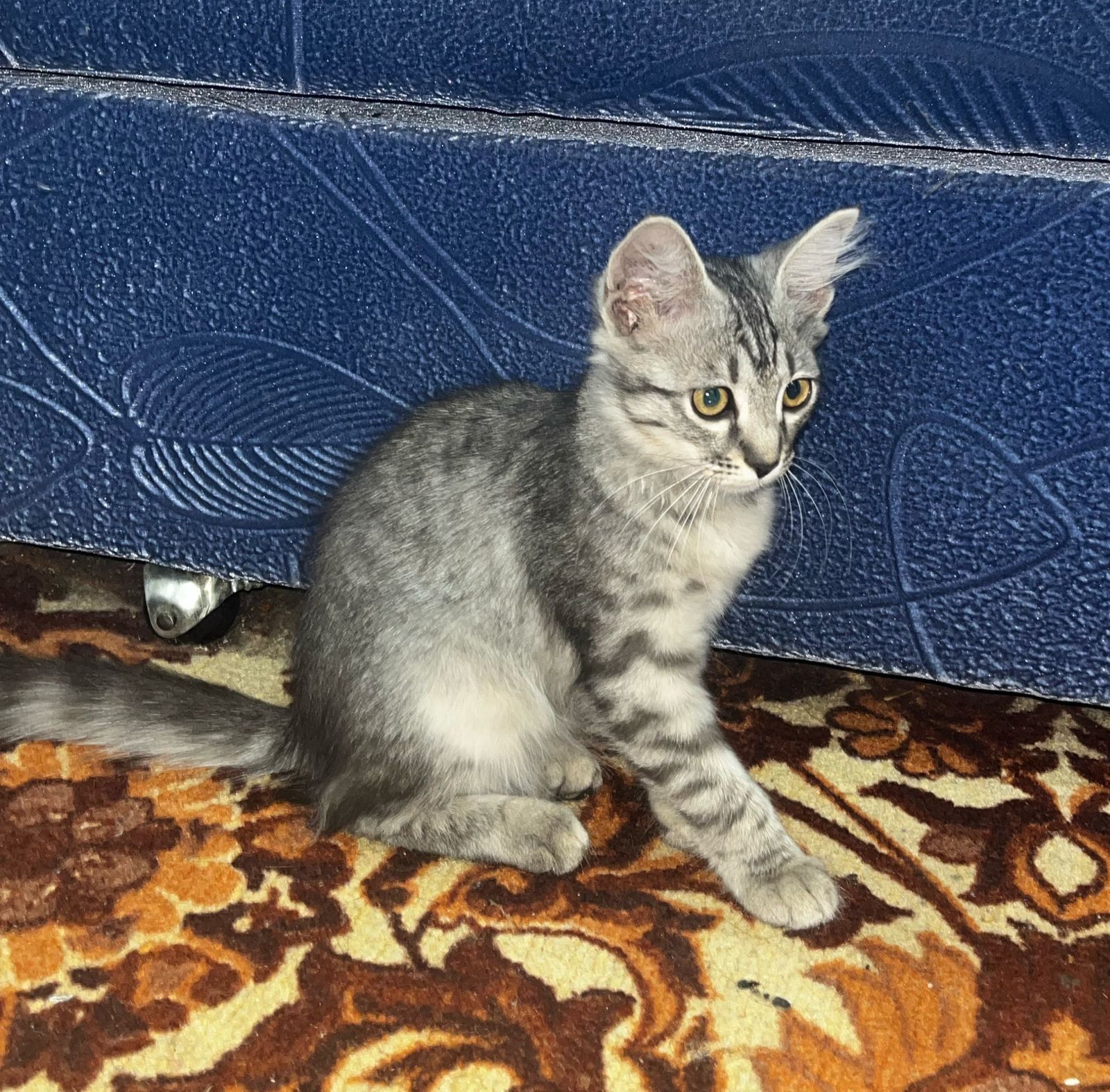 Котята бесплатно