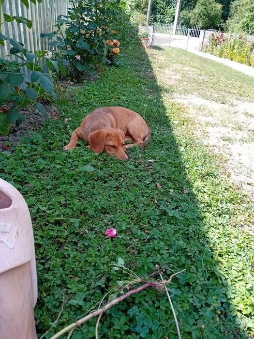 Donez cățelușă talie mică