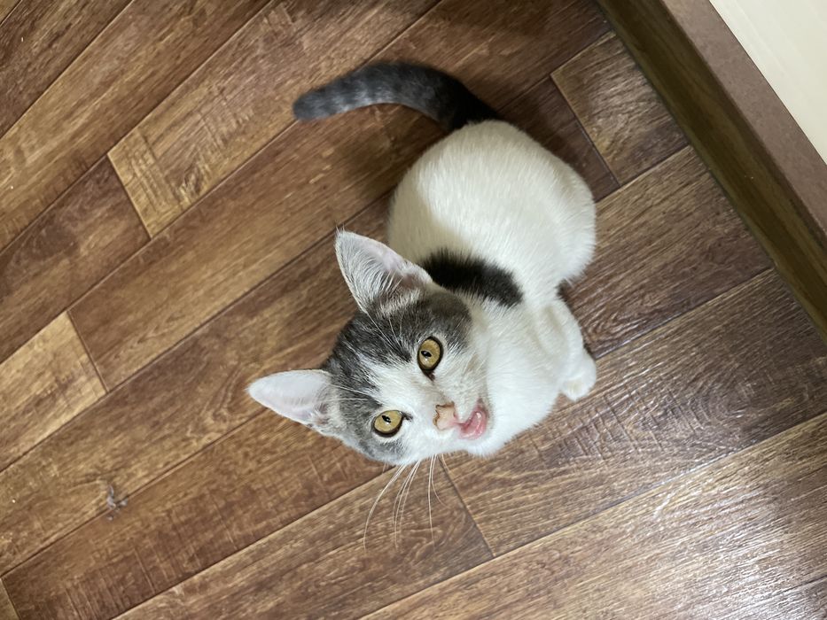Отдам котенка срочно