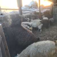 Продам козы окотные