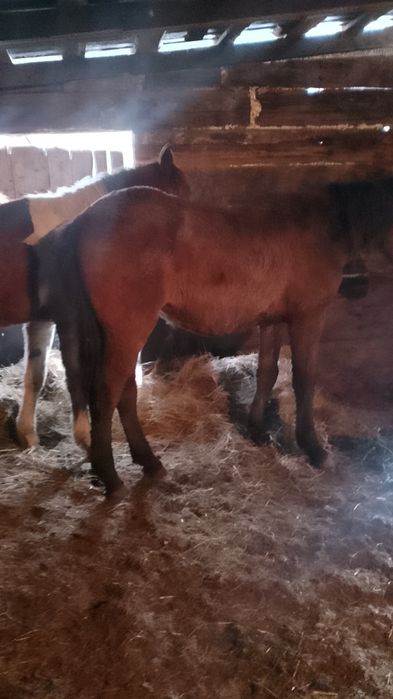 Продам таичиков стоят дома