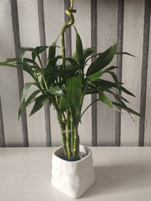 Продам бамбук растение многолетние