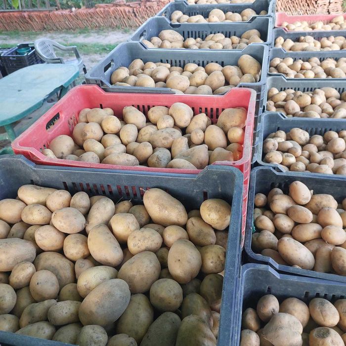 Cartofi din productie proprie