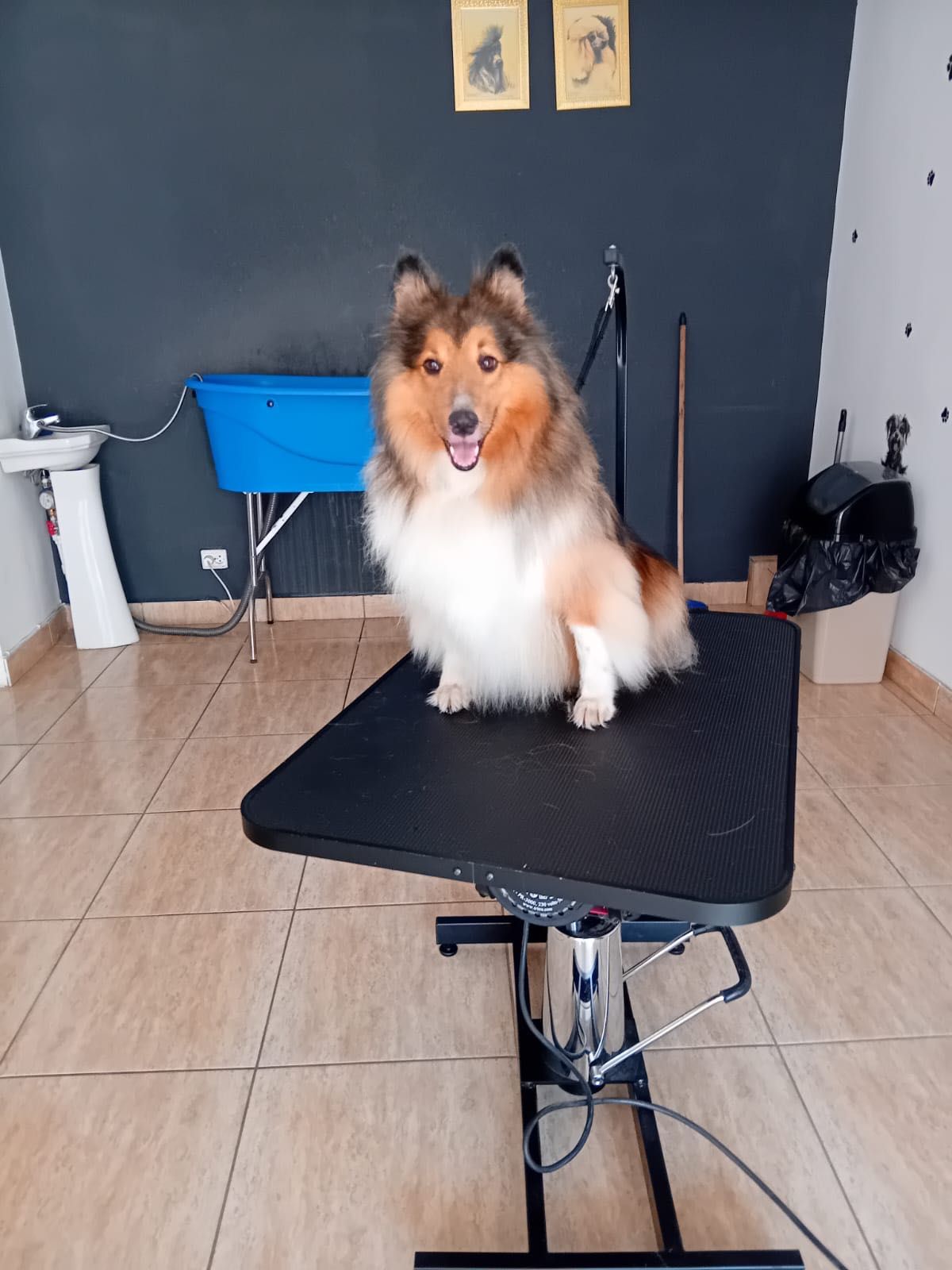 Frezerie Canină și Felină Galați !