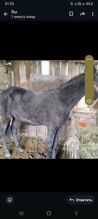 Продам тай на мясо