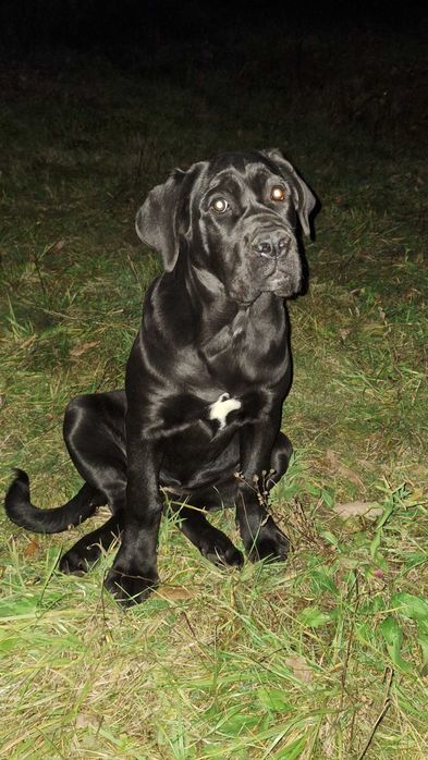 Femelă Cane Corso cu pedigree, născută la data de 11.06.2025