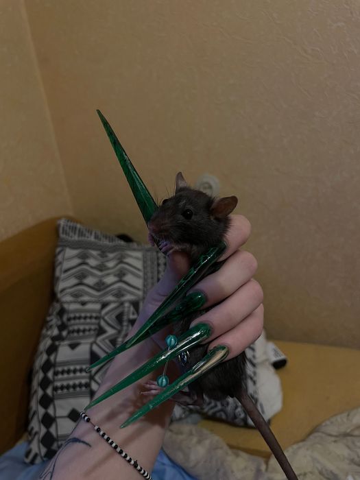 черная домашняя крыса бегунок