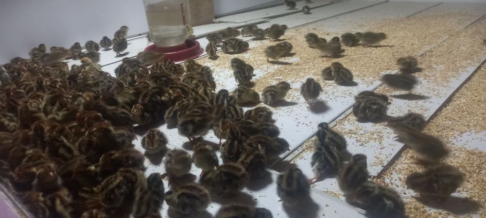 Bedana jojalari  yapon manjor jo'jalari sotiladi