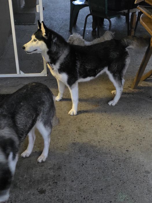 Donez câinii Husky siberian