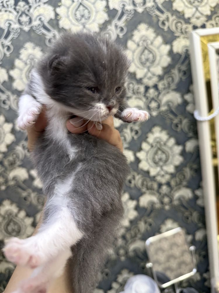 Выслоухий пародистые котята
