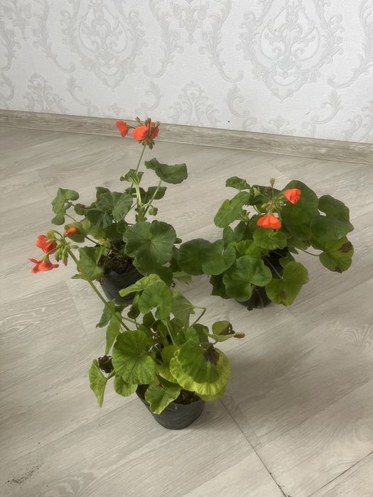 Комнатные растения