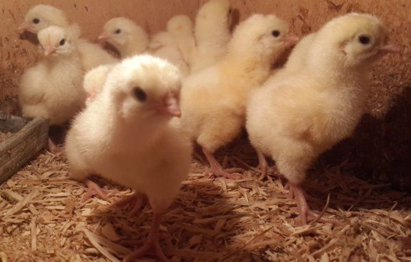 Бресс галльские цыплята