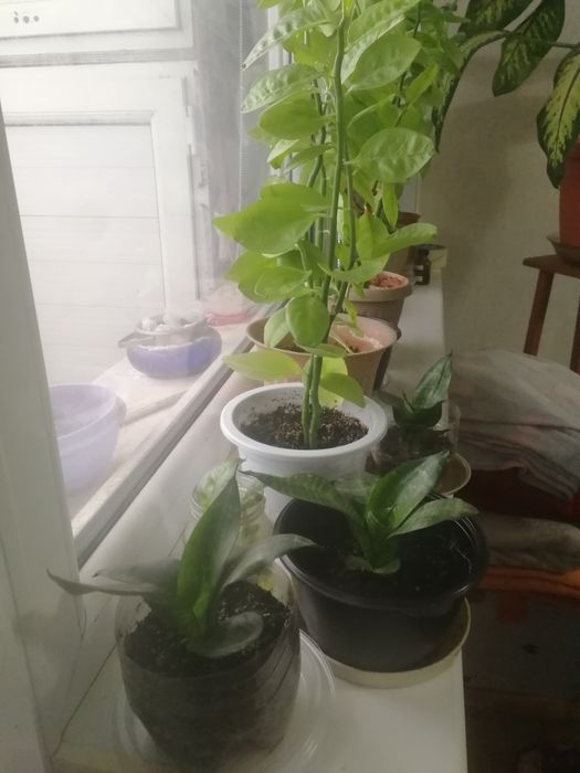 Продам Цветы Разные от 500