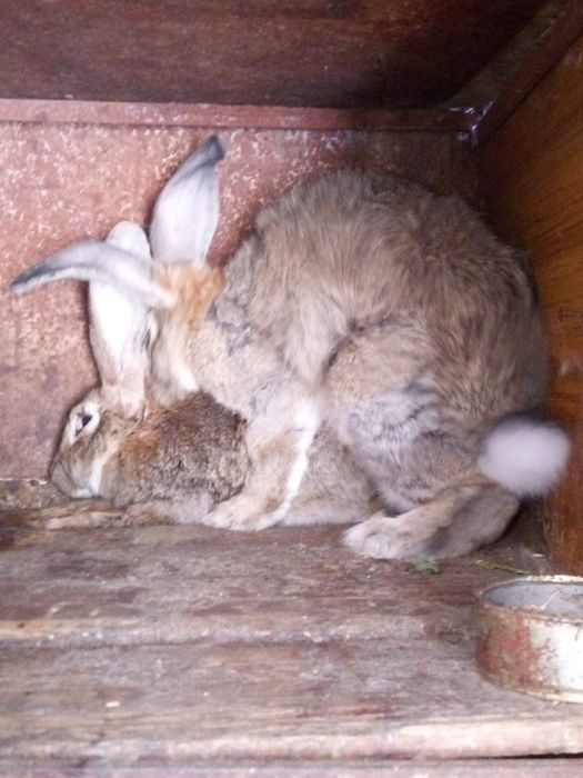 Продам молодую самку породы Фландр им 8 месяцев