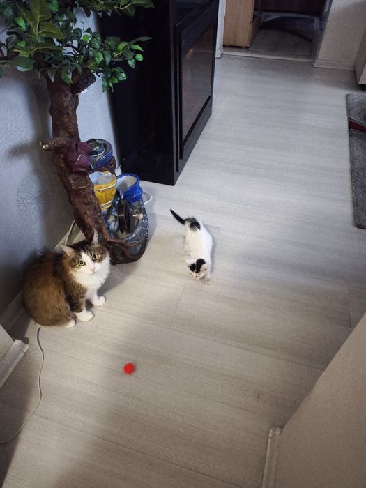 Băiețel de două luni pentru adoptie