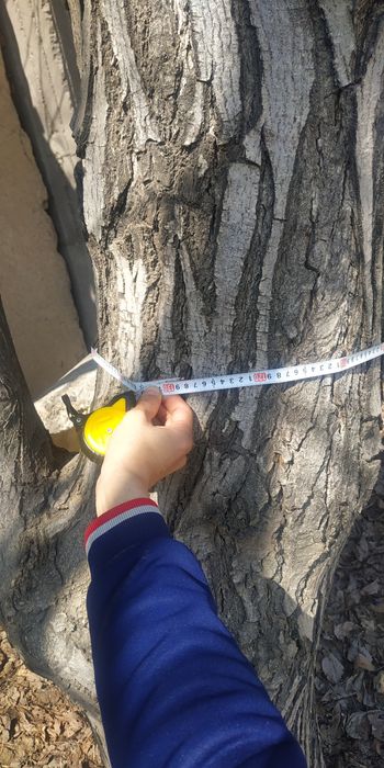 Yong'oq daraxti sotiladi narxi 700000 som