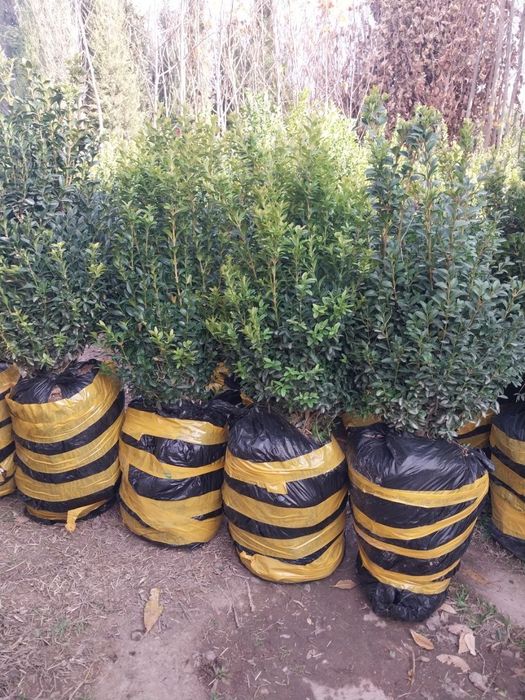 Арчалар. Бор. Зурларидан. Хархил. Мевалиг. Дарахлар   Асарти.  Нархи.