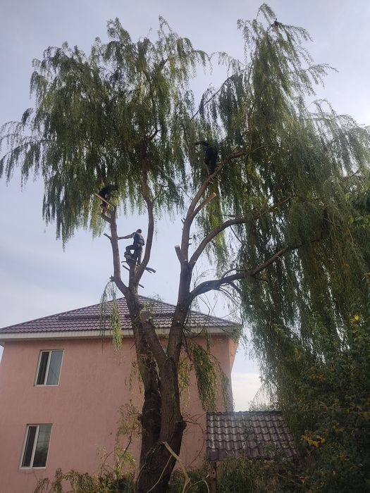 Спил деревьев обрезка дерево