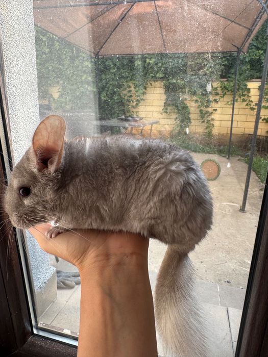 Vand Chinchilla Bej