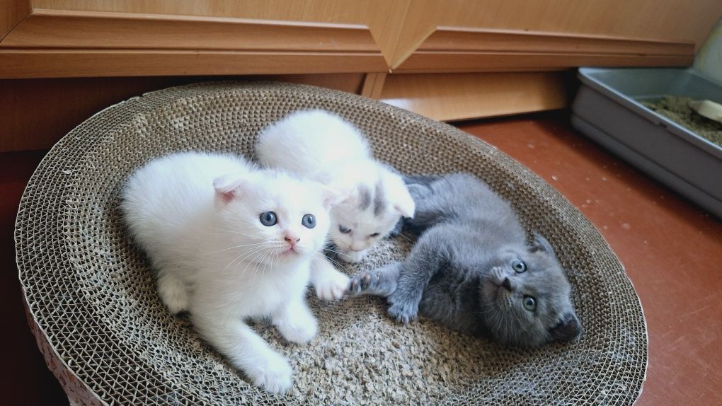 Продаются котята