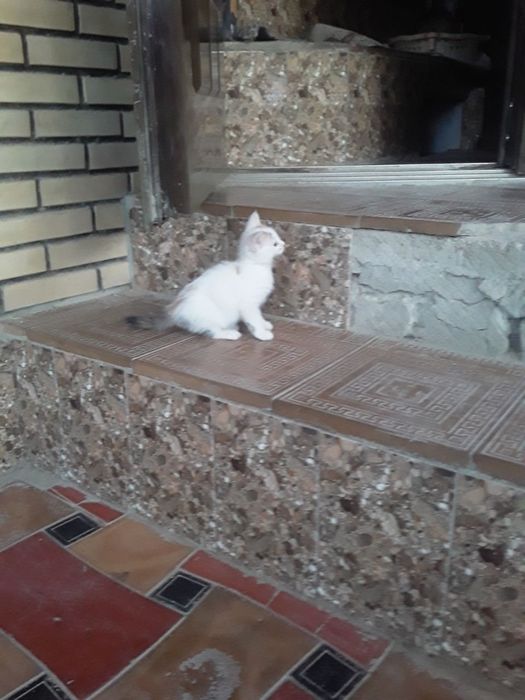 Котята бесплатно.в добрые руки