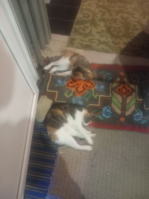 Donez pisici de rasă cine doresti