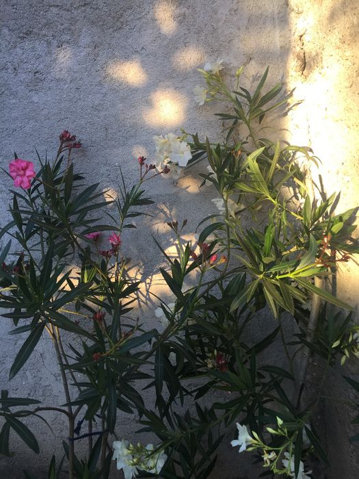 Leandru Roz si Alb + alte flori