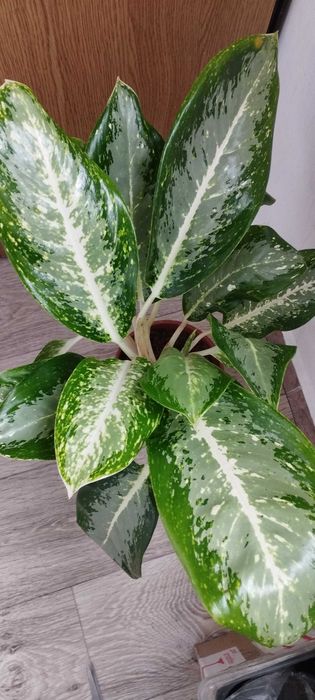 Цветя за продажба!