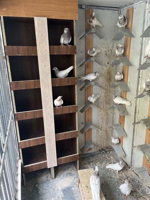 Пазарджишки високолетци