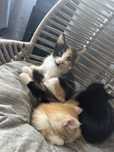 Подарявам котенца