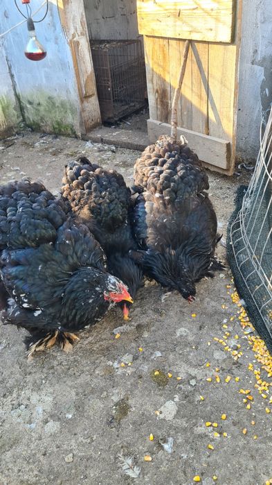 Gaini Conchinchina urias bobat