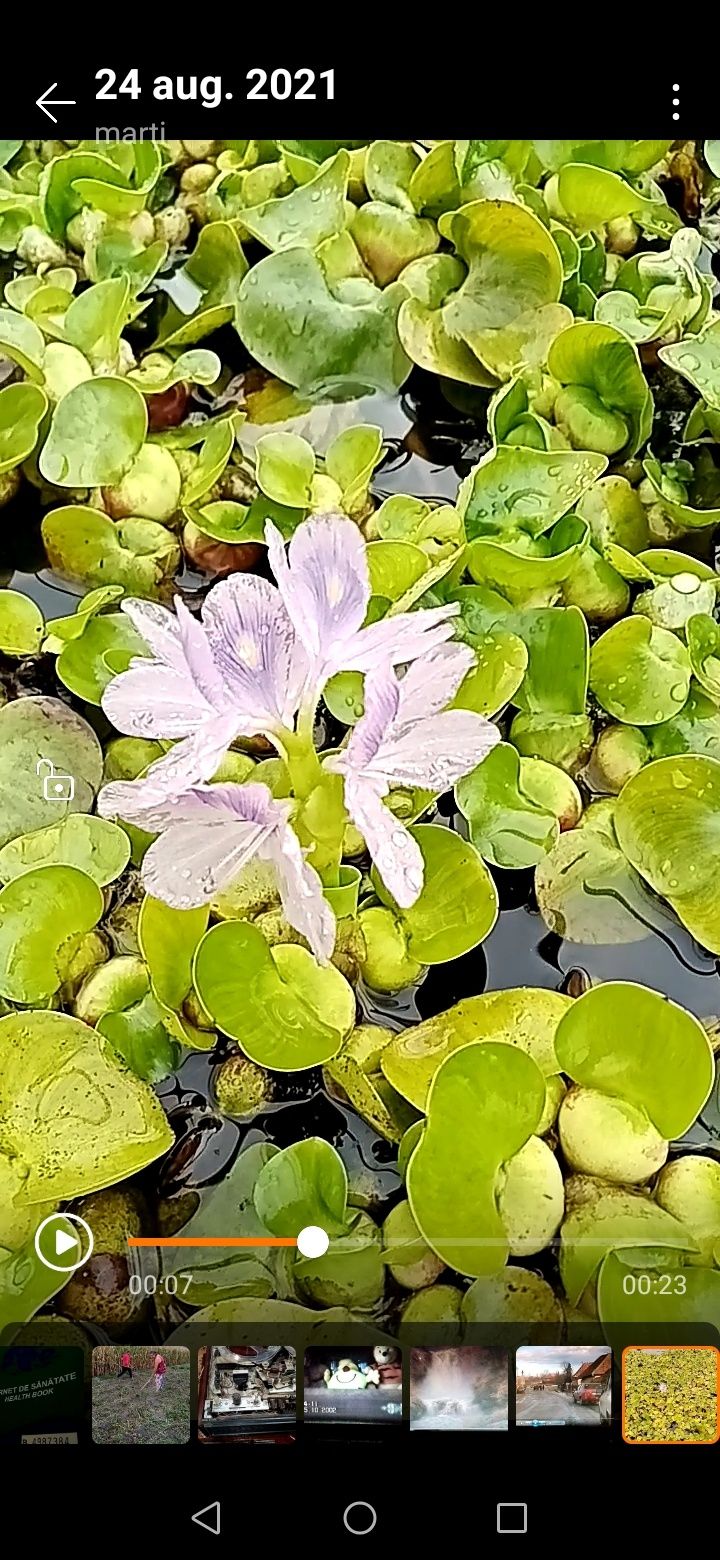 Pistia , Salată de Nil și Zambile De Apa, crapi koi si carasi co