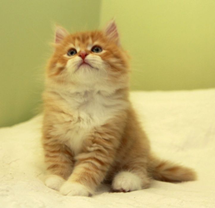 Femelă~ Siberiana de pădure ~