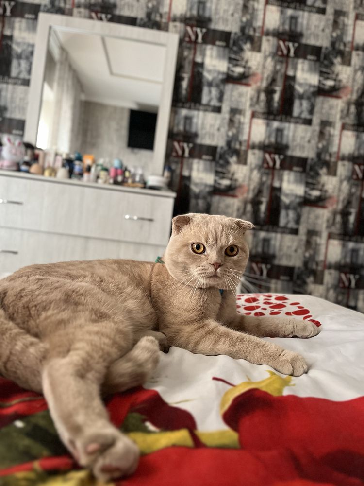 Кот на связку породистый