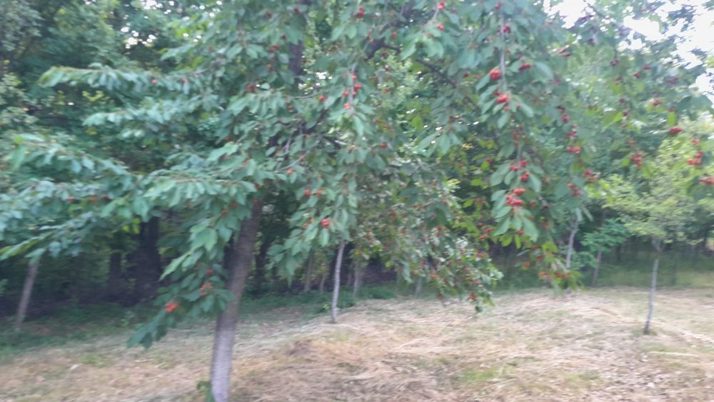 Vând livadă cu cireși 3861 mp  Sat Curpen,Com Stănesti