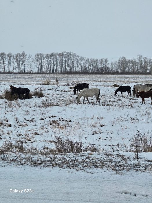 Продам/обмен на КРС лошадей