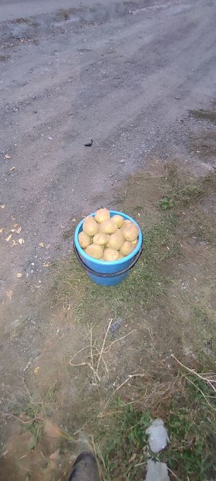 Продам картофель дачный 10л ведро 3тыс.