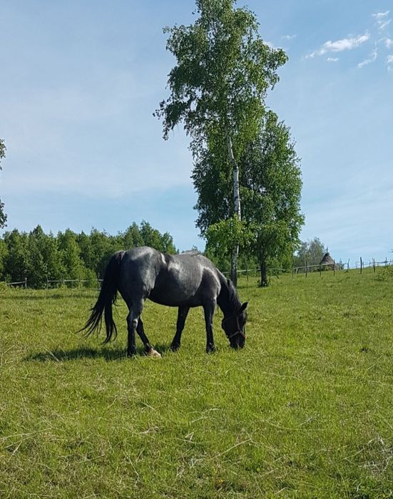 Cai de vânzare  iapa garantata padure etc