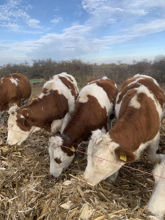 Vand 3 juninci gestante