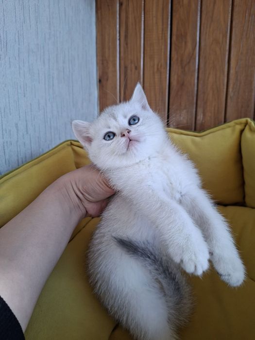 Серебристый шиншилла