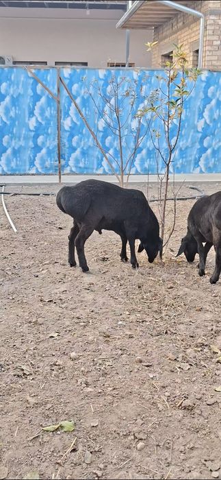 Qo‘zi qo‘chqorlar sotiladi.