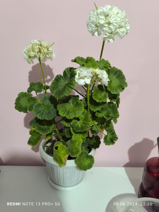Герань пеларгония спатифиллум  комнатные цветы бөлме гүлдері