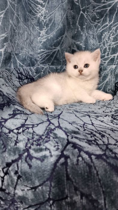 Продаётся чистокровный шотландский котёнок скоттиш-страйт